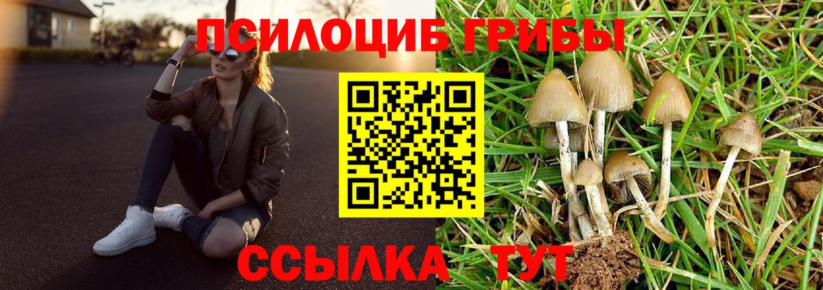 Псилоцибиновые грибы мицелий Ачинск