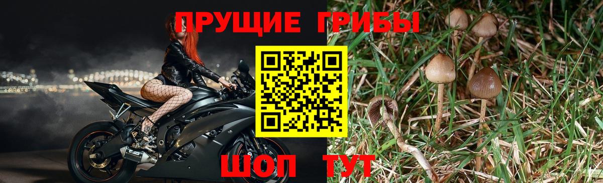 Псилоцибиновые грибы прущие грибы  Вход с VPN  Ачинск  Галлюциногенные грибы Psilocybe 